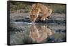 Reflection of a lioness drinking at a watering hole. Ndutu, Ngorongoro Conservation Area, Tanzania.-Sergio Pitamitz-Framed Stretched Canvas