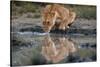 Reflection of a lioness drinking at a watering hole. Ndutu, Ngorongoro Conservation Area, Tanzania.-Sergio Pitamitz-Stretched Canvas