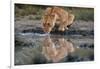 Reflection of a lioness drinking at a watering hole. Ndutu, Ngorongoro Conservation Area, Tanzania.-Sergio Pitamitz-Framed Photographic Print