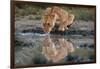 Reflection of a lioness drinking at a watering hole. Ndutu, Ngorongoro Conservation Area, Tanzania.-Sergio Pitamitz-Framed Photographic Print