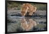 Reflection of a lioness drinking at a watering hole. Ndutu, Ngorongoro Conservation Area, Tanzania.-Sergio Pitamitz-Framed Photographic Print