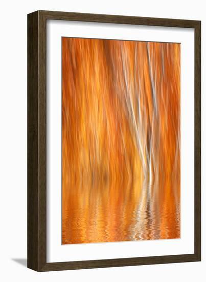 Reflection of Autumn-Colored Aspen Trees, Grant Lake, California, USA-Jaynes Gallery-Framed Photographic Print