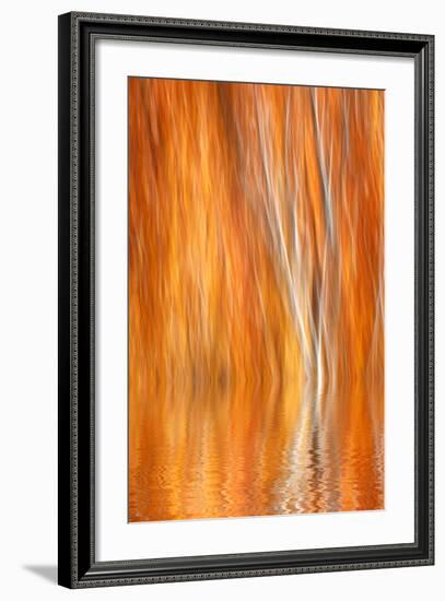 Reflection of Autumn-Colored Aspen Trees, Grant Lake, California, USA-Jaynes Gallery-Framed Photographic Print