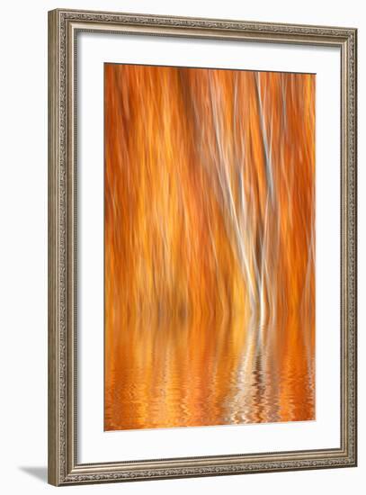 Reflection of Autumn-Colored Aspen Trees, Grant Lake, California, USA-Jaynes Gallery-Framed Photographic Print