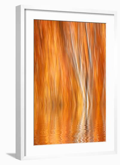 Reflection of Autumn-Colored Aspen Trees, Grant Lake, California, USA-Jaynes Gallery-Framed Photographic Print