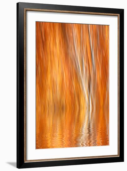 Reflection of Autumn-Colored Aspen Trees, Grant Lake, California, USA-Jaynes Gallery-Framed Photographic Print