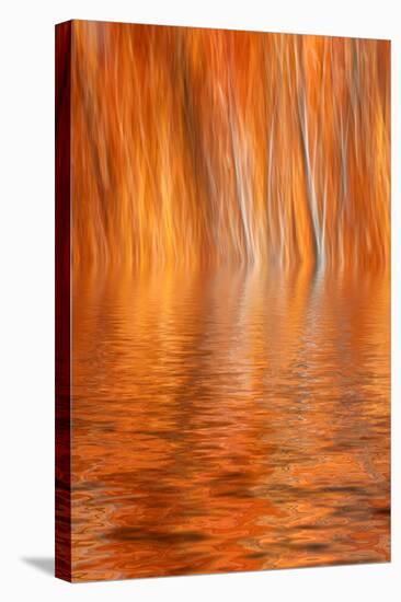 Reflection of Autumn-Colored Aspen Trees, Grant Lake, California, USA-Jaynes Gallery-Stretched Canvas