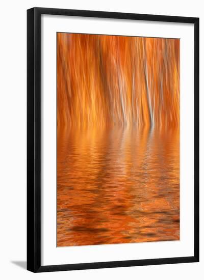 Reflection of Autumn-Colored Aspen Trees, Grant Lake, California, USA-Jaynes Gallery-Framed Photographic Print