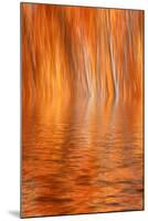 Reflection of Autumn-Colored Aspen Trees, Grant Lake, California, USA-Jaynes Gallery-Mounted Photographic Print