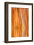 Reflection of Autumn-Colored Aspen Trees, Grant Lake, California, USA-Jaynes Gallery-Framed Photographic Print