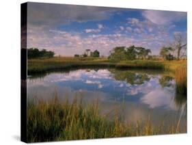 Reflection of Clouds on Tidal Pond in Morning Light, Savannah, Georgia, USA-Joanne Wells-Stretched Canvas
