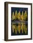 Reflection of poplar trees in autumnal colours, San Carlos de Bariloche, Patagonia, Argentina-Ed Rhodes-Framed Photographic Print