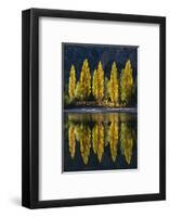 Reflection of poplar trees in autumnal colours, San Carlos de Bariloche, Patagonia, Argentina-Ed Rhodes-Framed Photographic Print