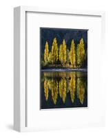 Reflection of poplar trees in autumnal colours, San Carlos de Bariloche, Patagonia, Argentina-Ed Rhodes-Framed Photographic Print