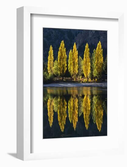 Reflection of poplar trees in autumnal colours, San Carlos de Bariloche, Patagonia, Argentina-Ed Rhodes-Framed Photographic Print