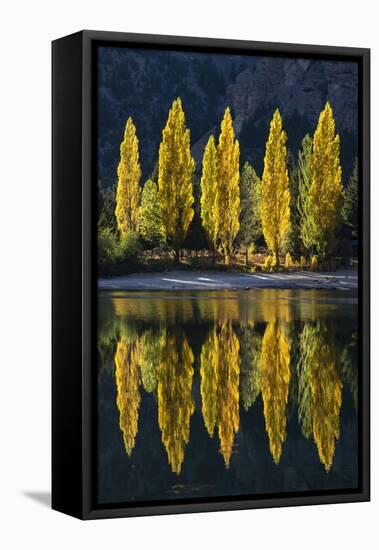 Reflection of poplar trees in autumnal colours, San Carlos de Bariloche, Patagonia, Argentina-Ed Rhodes-Framed Stretched Canvas