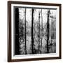 Reflection of Swamp-David H. Wells-Framed Photographic Print