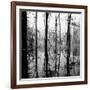 Reflection of Swamp-David H. Wells-Framed Photographic Print