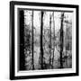 Reflection of Swamp-David H. Wells-Framed Photographic Print