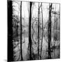 Reflection of Swamp-David H. Wells-Mounted Photographic Print