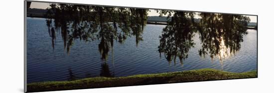 Reflection of Tree in a River, Middleton Place, Charleston, Charleston County, South Carolina, USA-null-Mounted Photographic Print