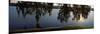 Reflection of Tree in a River, Middleton Place, Charleston, Charleston County, South Carolina, USA-null-Mounted Photographic Print
