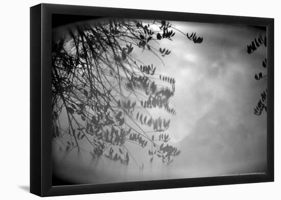 Reflection of Trees B/W-null-Framed Poster