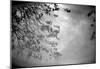 Reflection of Trees B/W-null-Mounted Poster