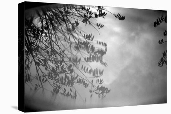 Reflection of Trees B/W-null-Stretched Canvas