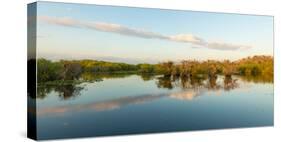 Reflection of Trees in a Lake, Anhinga Trail, Everglades National Park, Florida, USA-null-Stretched Canvas