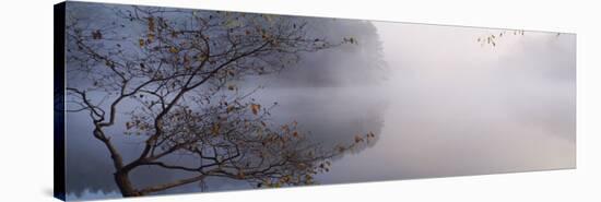 Reflection of Trees in a Lake, Lake Vesuvius, Wayne National Forest, Ohio, USA-null-Stretched Canvas
