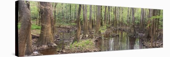 Reflection of Trees in Water, Congaree National Park, South Carolina, USA-null-Stretched Canvas