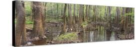 Reflection of Trees in Water, Congaree National Park, South Carolina, USA-null-Stretched Canvas