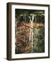 Reflection of Trees in Water, Saihoji Temple, Kyoti Prefecture, Japan-null-Framed Photographic Print