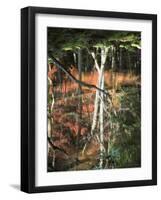 Reflection of Trees in Water, Saihoji Temple, Kyoti Prefecture, Japan-null-Framed Photographic Print