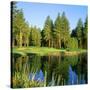 Reflection of Trees on Water, Edgewood Tahoe Golf Course, Stateline, Douglas County, Nevada, USA-null-Stretched Canvas