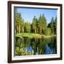 Reflection of Trees on Water, Edgewood Tahoe Golf Course, Stateline, Douglas County, Nevada, USA-null-Framed Photographic Print