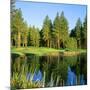 Reflection of Trees on Water, Edgewood Tahoe Golf Course, Stateline, Douglas County, Nevada, USA-null-Mounted Photographic Print