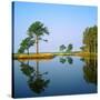 Reflection of Trees on Water, Ocean City Golf and Yacht Club, Berlin, Worcester County-null-Stretched Canvas