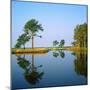 Reflection of Trees on Water, Ocean City Golf and Yacht Club, Berlin, Worcester County-null-Mounted Photographic Print