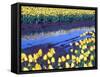 Reflection of Yellow Tulips, Washington, USA-William Sutton-Framed Stretched Canvas