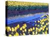 Reflection of Yellow Tulips, Washington, USA-William Sutton-Stretched Canvas
