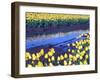 Reflection of Yellow Tulips, Washington, USA-William Sutton-Framed Photographic Print