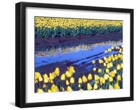 Reflection of Yellow Tulips, Washington, USA-William Sutton-Framed Photographic Print