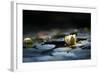 Reflection Pond-Ursula Abresch-Framed Photographic Print