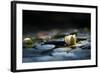 Reflection Pond-Ursula Abresch-Framed Photographic Print