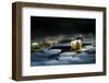 Reflection Pond-Ursula Abresch-Framed Photographic Print