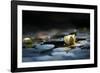 Reflection Pond-Ursula Abresch-Framed Photographic Print