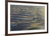 Reflections and ripples on ocean water, Hulopo'e Bay, Lanai, Hawaii.-Stuart Westmorland-Framed Photographic Print