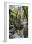 Reflections at Ta Prohm Temple (Rajavihara)-Michael Nolan-Framed Photographic Print